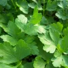 Italian Flat Leaf Parsley Live Plant - 4" Pot - Culinary Herb - Image 1