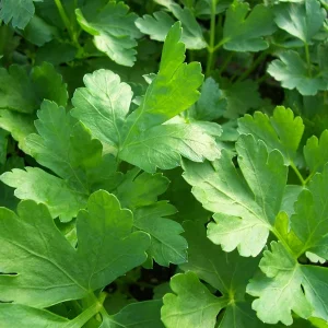 Italian Flat Leaf Parsley Live Plant - 4" Pot - Culinary Herb - Image 1