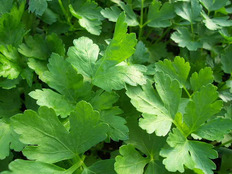 Italian Flat Leaf Parsley Live Plant - 4" Pot - Culinary Herb - Image 1
