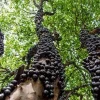 Jaboticaba Tree Live Plant – Starter Fruit Tree – 4 inch Pot – Outdoor Grown - Image 1