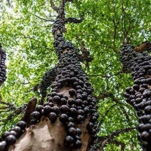 Jaboticaba Tree Live Plant – Starter Fruit Tree – 4 inch Pot – Outdoor Grown - Image 1