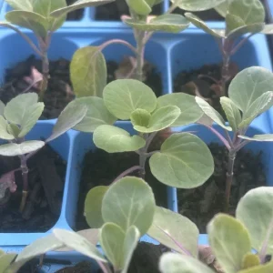 Jade E Cross Brussels Sprout Live Plants - Set of 4, 4 inches Tall - Image 1
