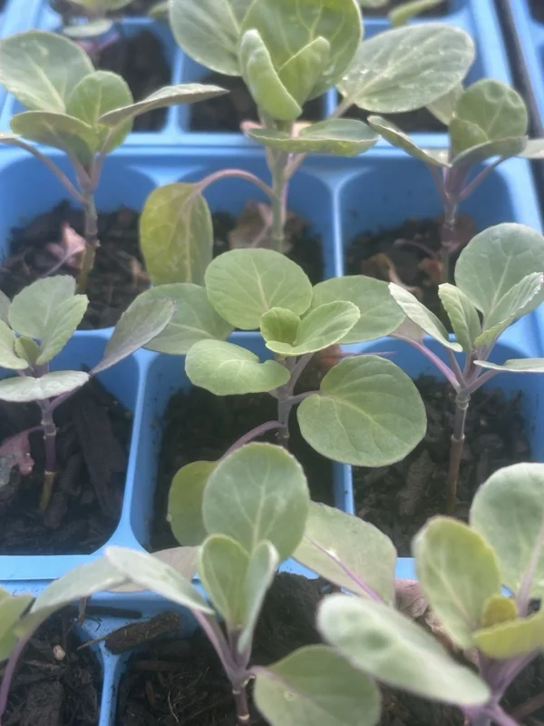 Jade E Cross Brussels Sprout Live Plants - Set of 4, 4 inches Tall - Image 1