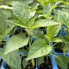 Jalapeno Pepper Live Plants – 3 Pack – Organic & Non-GMO – Green Chili Hot Pepper - Image 1