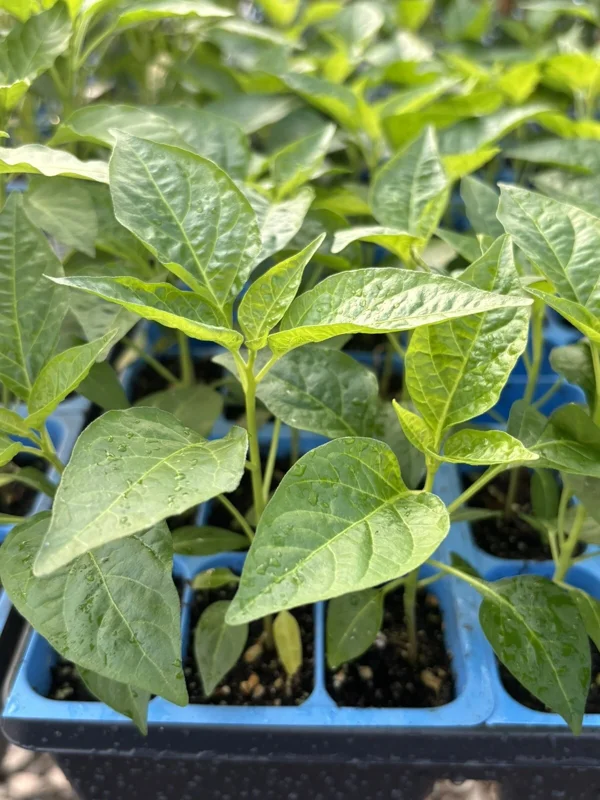 Jalapeno Pepper Live Plants – 3 Pack – Organic & Non-GMO – Green Chili Hot Pepper - Image 1