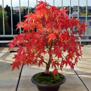 Japanese Maple Bonsai Live Plant or Seeds - Acer palmatum - Indoor/Outdoor - Image 2