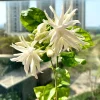 Jasmine Belle of India Live Plant – 4 inch Pot – Fragrant Blooms – Indoor/Outdoor - Image 1