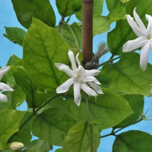 Jasmine Belle of India Live Plant – 4 inch Pot – Fragrant Blooms – Indoor/Outdoor - Image 3