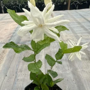 Jasmine Belle of India Live Plant – 4 inch Pot – Fragrant Blooms – Indoor/Outdoor - Image 4