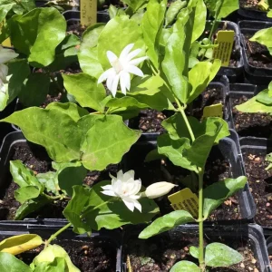 Jasmine Belle of India Live Plant – 4 inch Pot – Fragrant Blooms – Indoor/Outdoor - Image 5