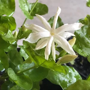 Jasmine Belle of India Live Plant – 4 inch Pot – Fragrant Blooms – Indoor/Outdoor - Image 6