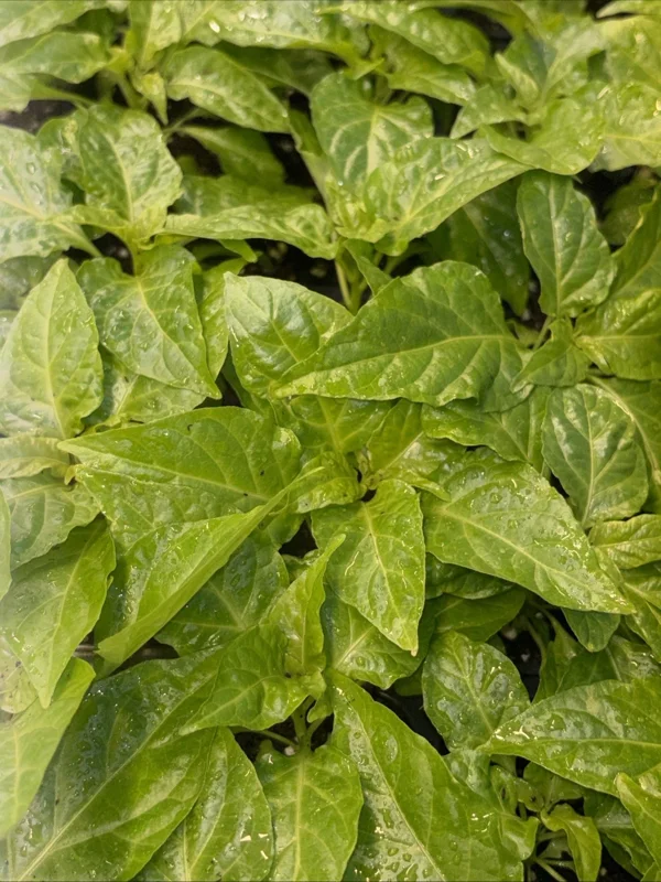 Jay's Peach Ghost Scorpion Super Hot Pepper Live Plants - 3 Pack, 75+ Days Old - Image 2