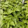 Jay's Peach Ghost Scorpion Super Hot Pepper Live Plants - 3 Pack, 75+ Days Old - Image 1