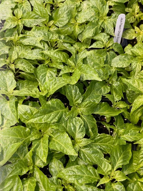 Jay's Peach Ghost Scorpion Super Hot Pepper Live Plants - 3 Pack, 75+ Days Old - Image 1
