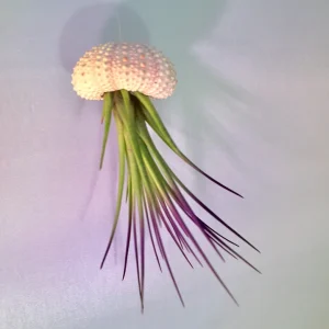 Jellyfish Air Plant Hanger: Purple Tricolor Tillandsia in Sea Urchin Shell - Image 2