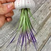 Jellyfish Air Plant Hanger: Purple Tricolor Tillandsia in Sea Urchin Shell - Image 1