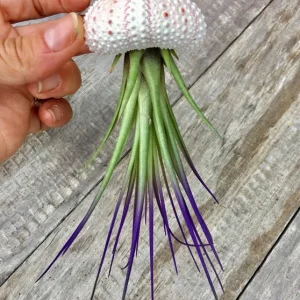 Jellyfish Air Plant Hanger: Purple Tricolor Tillandsia in Sea Urchin Shell - Image 1