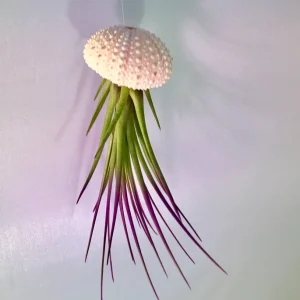 Jellyfish Air Plant Hanger: Purple Tricolor Tillandsia in Sea Urchin Shell - Image 3