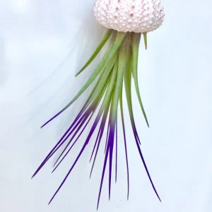 Jellyfish Air Plant Hanger: Purple Tricolor Tillandsia in Sea Urchin Shell - Image 4