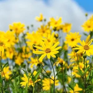 Jerusalem Artichoke Sunchoke Seeds - Yellow Flowers, Edible Tubers, 20 Seeds - Image 2
