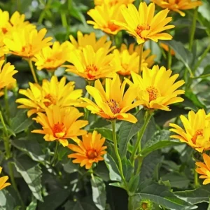 Jerusalem Artichoke Sunchoke Seeds - Yellow Flowers, Edible Tubers, 20 Seeds - Image 3