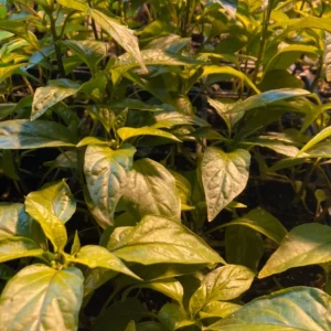 Jimmy Nardello Sweet Italian Hot Pepper Live Plants - 3 Pack, Red, Heirloom - Image 2