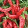 Jimmy Nardello Sweet Italian Hot Pepper Live Plants - 3 Pack, Red, Heirloom - Image 1