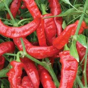 Jimmy Nardello Sweet Italian Hot Pepper Live Plants - 3 Pack, Red, Heirloom - Image 1