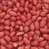 Jumbo Peanut Seeds for Planting - Non-GMO Heirloom, 50+ Seeds, Annual - Image 1
