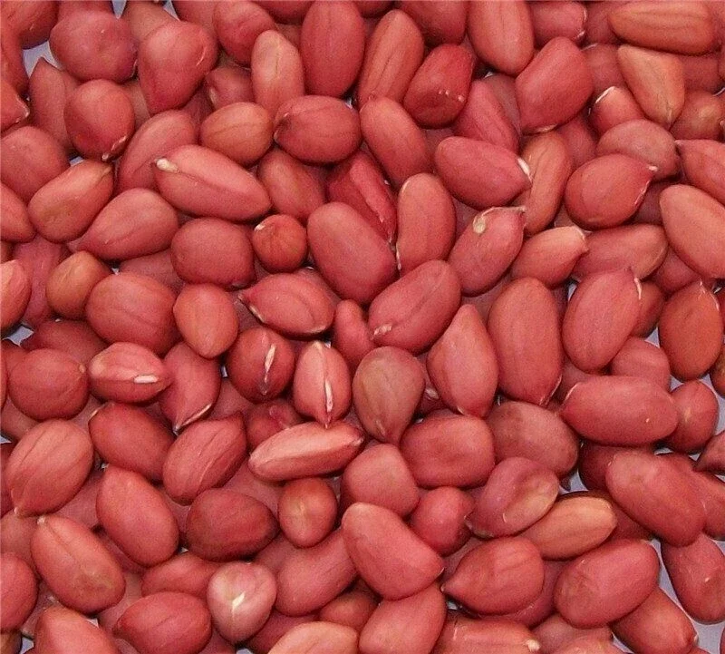 Jumbo Peanut Seeds for Planting - Non-GMO Heirloom, 50+ Seeds, Annual - Image 1