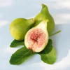 Kadota Fig Tree Live Plant 5-9 inch - Ficus carica - Sweet Edible Fruit - Zone 7-10 - Image 1