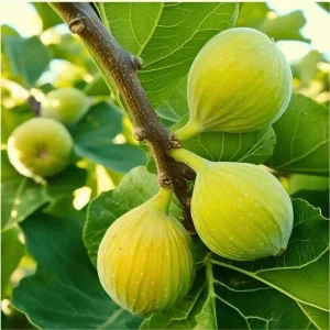 Kadota Fig Tree Live Plant 5-9 inch - Ficus carica - Sweet Edible Fruit - Zone 7-10 - Image 4