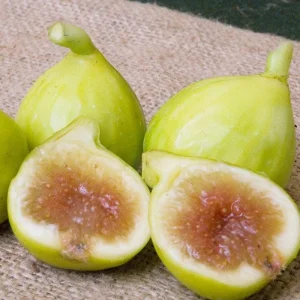 Kadota Fig Tree Live Plant 5-9 inch - Ficus carica - Sweet Edible Fruit - Zone 7-10 - Image 5
