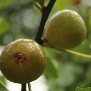 Kadota Fig Tree Live Plant 5-9 inch - Ficus carica - Sweet Edible Fruit - Zone 7-10 - Image 6