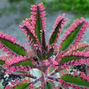 Kalanchoe Pink Butterflies Seeds - 25 Count Mother of Thousands Succulent Seeds for Indoor/Outdoor - Image 1