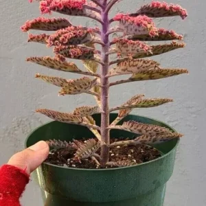 Kalanchoe Pink Butterflies Seeds - Rare Succulent - 15+ Seeds - Image 3