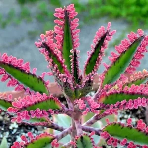Kalanchoe Pink Butterflies Seeds - Rare Succulent - 15+ Seeds - Image 1