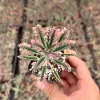 Kalanchoe Pink Butterfly Live Succulent Plant - Variegated, Easy Care, 2" or 4" Pot - Image 1