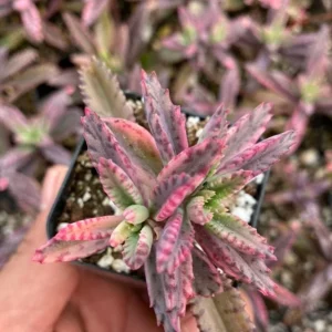 Kalanchoe Pink Butterfly Live Succulent Plant - Variegated, Easy Care, 2