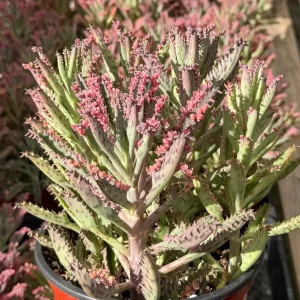 Kalanchoe Pink Butterfly Live Succulent Plant - Variegated, Easy Care, 2