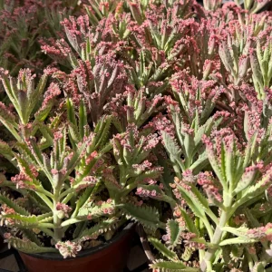 Kalanchoe Pink Butterfly Live Succulent Plant - Variegated, Easy Care, 2