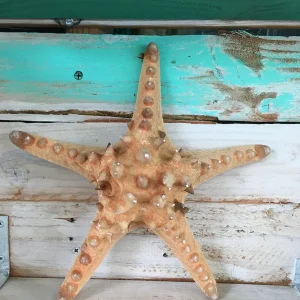 Knobby Brown Starfish Coastal Decor 8-9 inch - Unique Accent Piece - Image 2