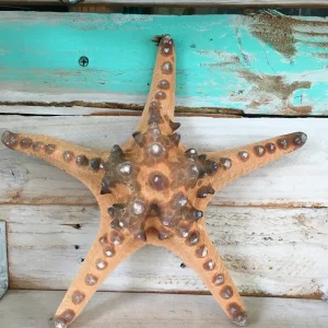 Knobby Brown Starfish Coastal Decor 8-9 inch - Unique Accent Piece - Image 3