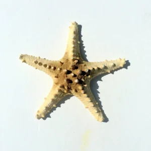 Knobby Brown Starfish Coastal Decor 8-9 inch - Unique Accent Piece - Image 4