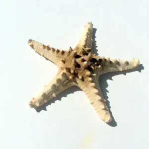 Knobby Brown Starfish Coastal Decor 8-9 inch - Unique Accent Piece - Image 5
