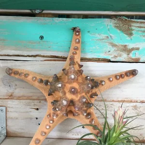 Knobby Brown Starfish Coastal Decor 8-9 inch - Unique Accent Piece - Image 6