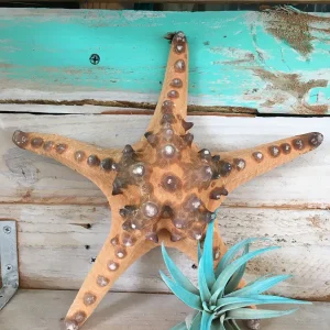 Knobby Brown Starfish Coastal Decor 8-9 inch - Unique Accent Piece - Image 7