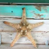 Knobby Brown Starfish Coastal Decor 8-9 inch - Unique Accent Piece - Image 1