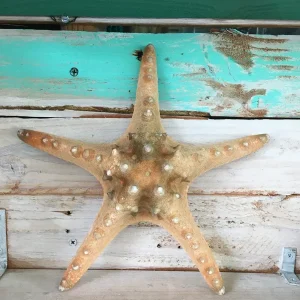 Knobby Brown Starfish Coastal Decor 8-9 inch - Unique Accent Piece - Image 1