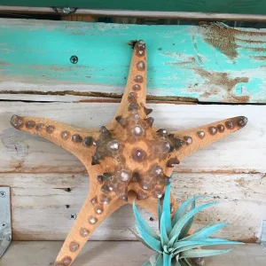 Knobby Brown Starfish Coastal Decor 8-9 inch - Unique Accent Piece - Image 8